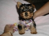 Affectionate-Yorkie-Puppies