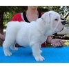 Male and Female English Bulldog Puppies for adoption