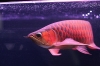 -Best-Quality-Super-red-and-many-others-arowanas-fish-for-sale
