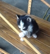 cute male and female siberian husky puppy for free adoption