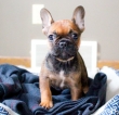 11 weeks French bulldog
