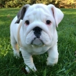 English Bulldog Puppies for Sale